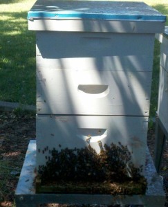 Bees in Hive Box with 2 Supers